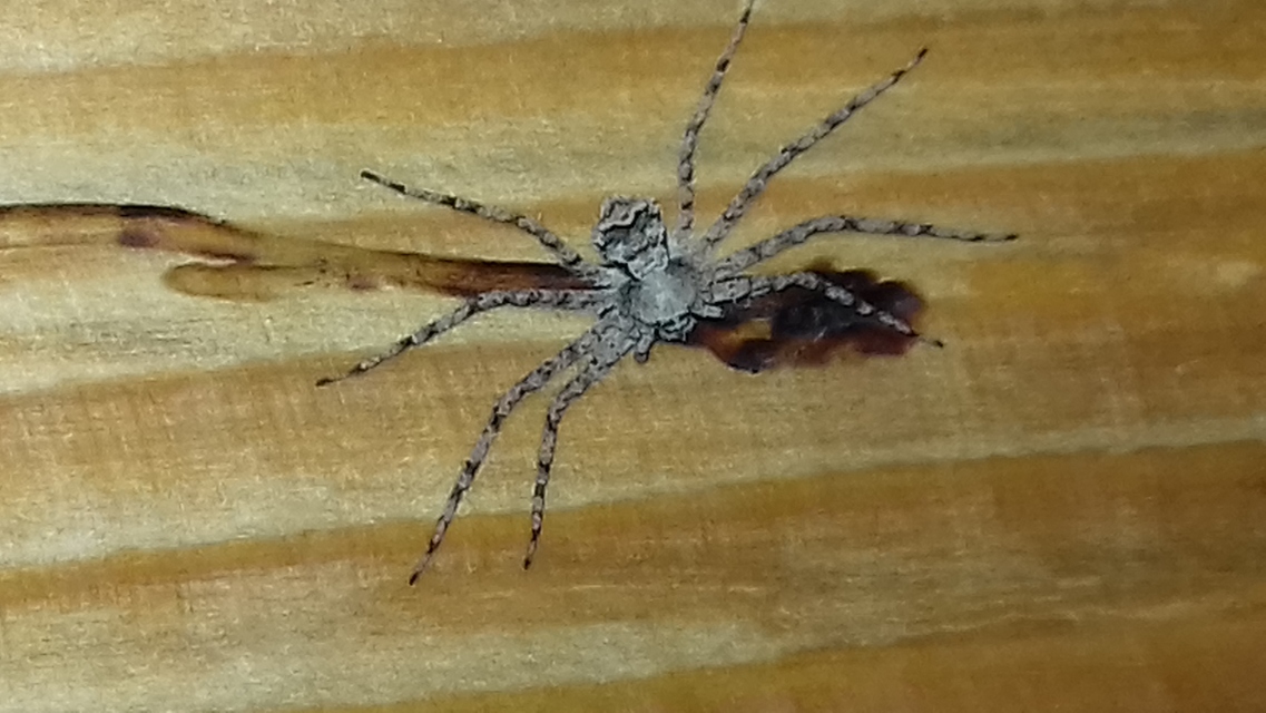 Philodromus poecilus - cifra karolópók