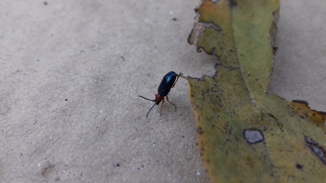 Oulema melanopus/duftschmidi