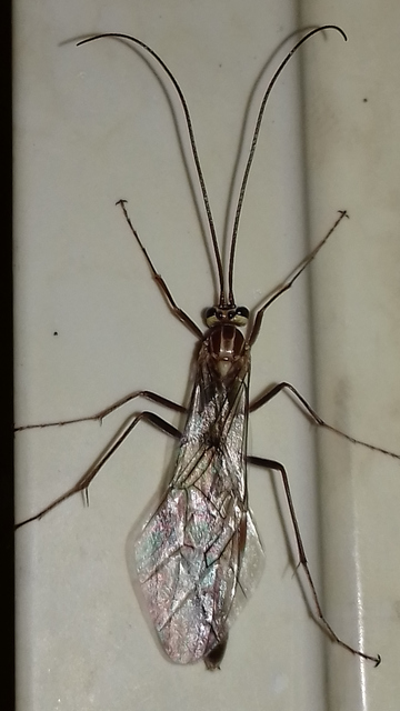 Ophion obscuratus