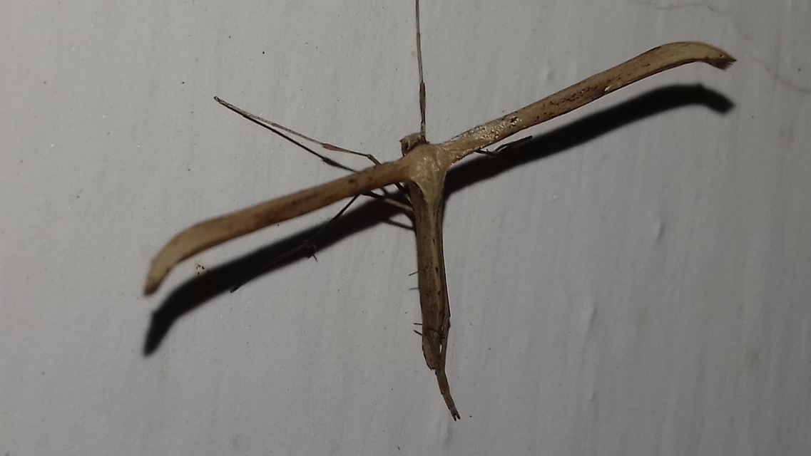 Emmelina monodactyla/argoteles