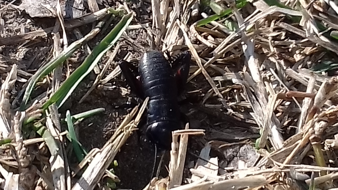 Gryllus campestris - mezei tücsök