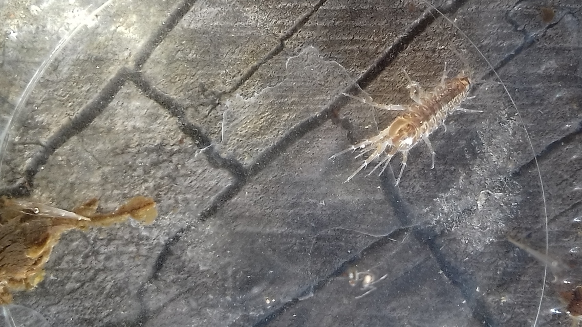 Asellus aquaticus - közönséges víziászka