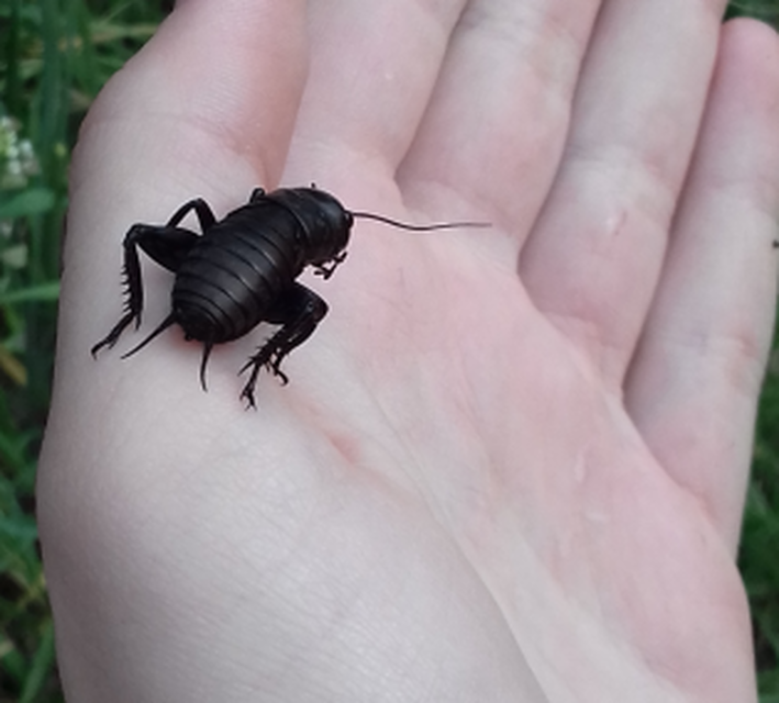 Gryllus campestris - mezei tücsök
