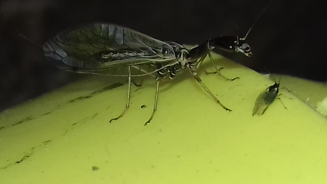 Raphidioptera - Tevenyakú-fátyolkák