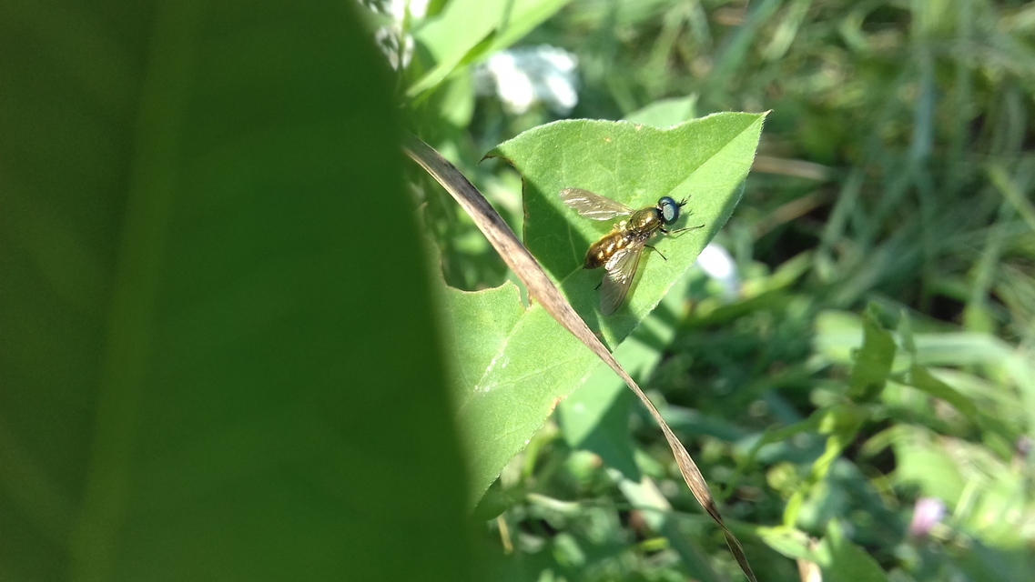 Chloromyia formosa - közönséges fémeslégy
