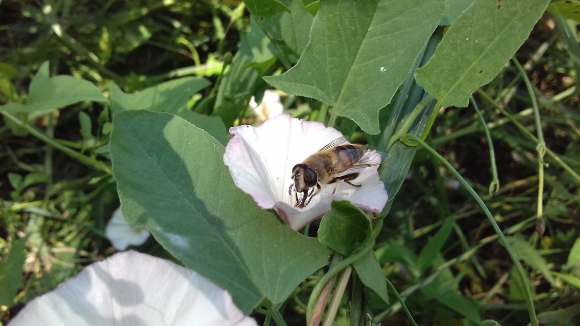 Eristalis tenax - közönséges herelégy