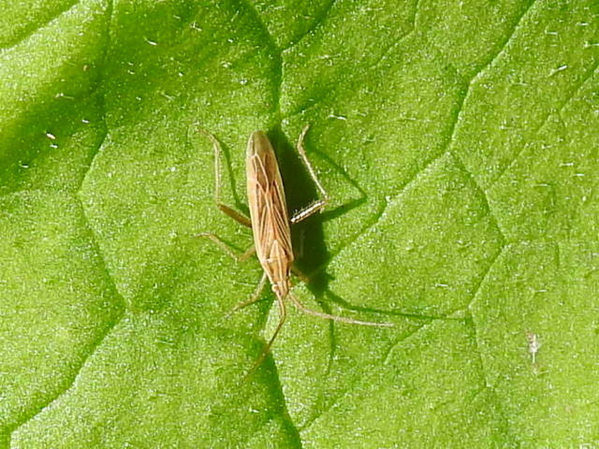 Stenodema