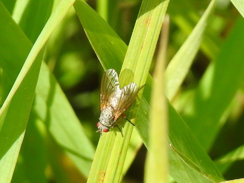 Muscidae - igazi legyek