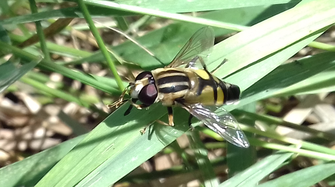 Helophilus trivittatus - nagy mocsárilégy