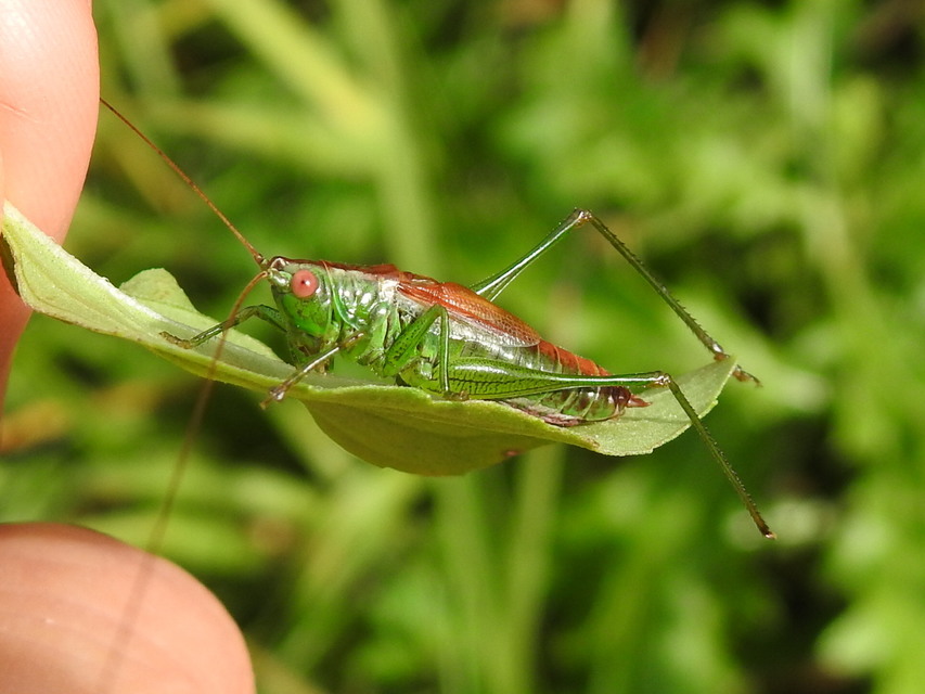 Conocephalus dorsalis - sarlós kúpfejűszöcske