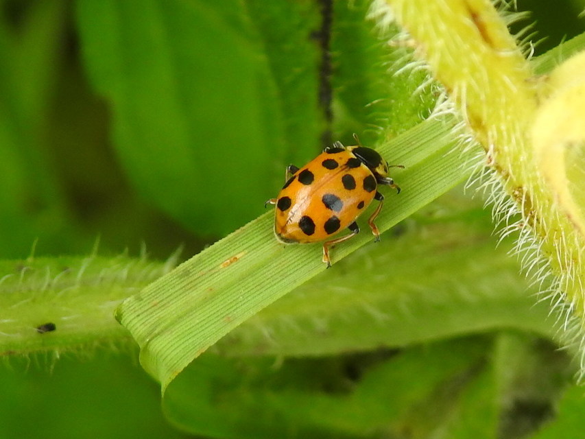 Hippodamia tredecimpunctata - mocsári katica