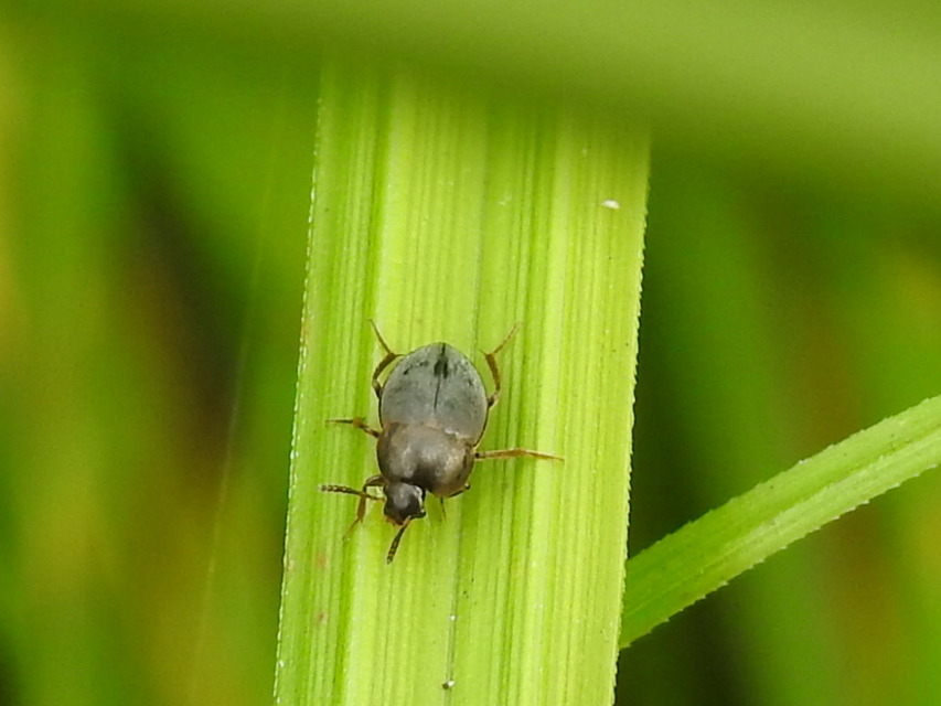 Leiodidae - pecebogárfélék Leiodidae - pecebogárfélék
