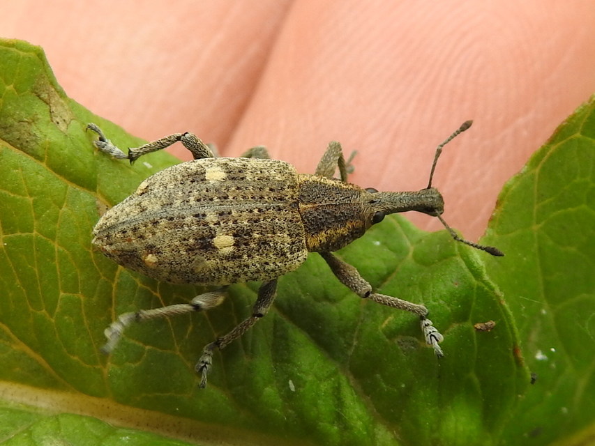 Lepyrus palustris - kétpettyes fűzormányos