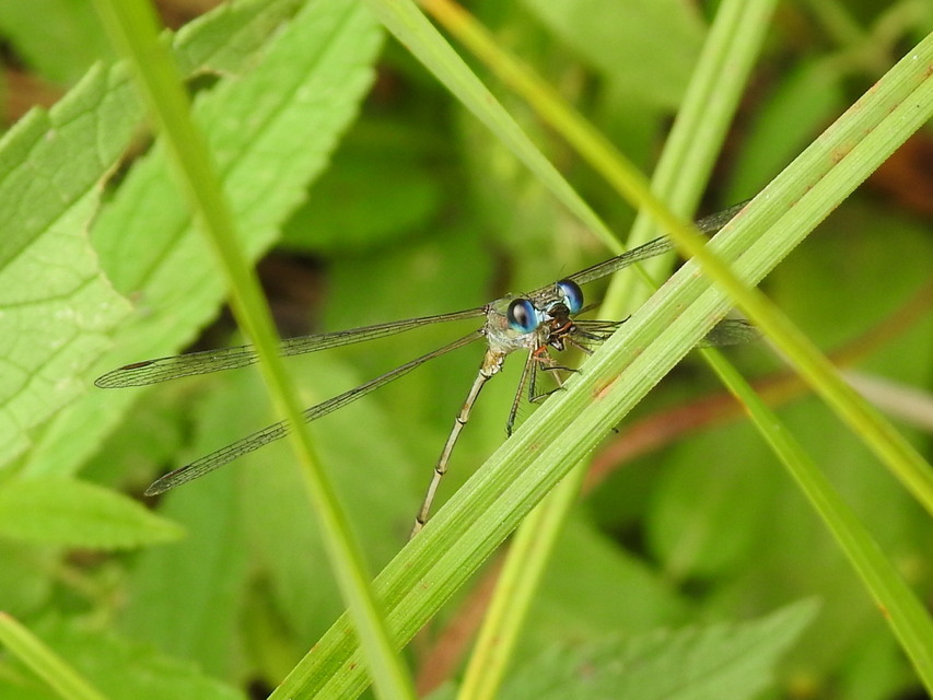 Chalcolestes viridis/parvidens