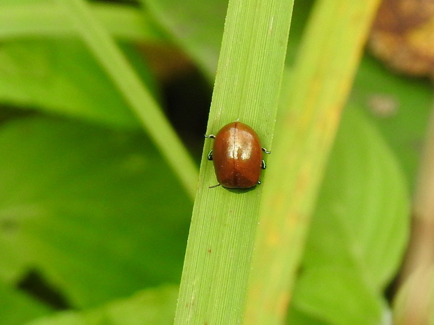 Chrysolina polita - réti mentalevelész