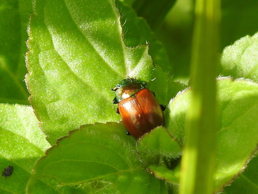Chrysolina polita - réti mentalevelész