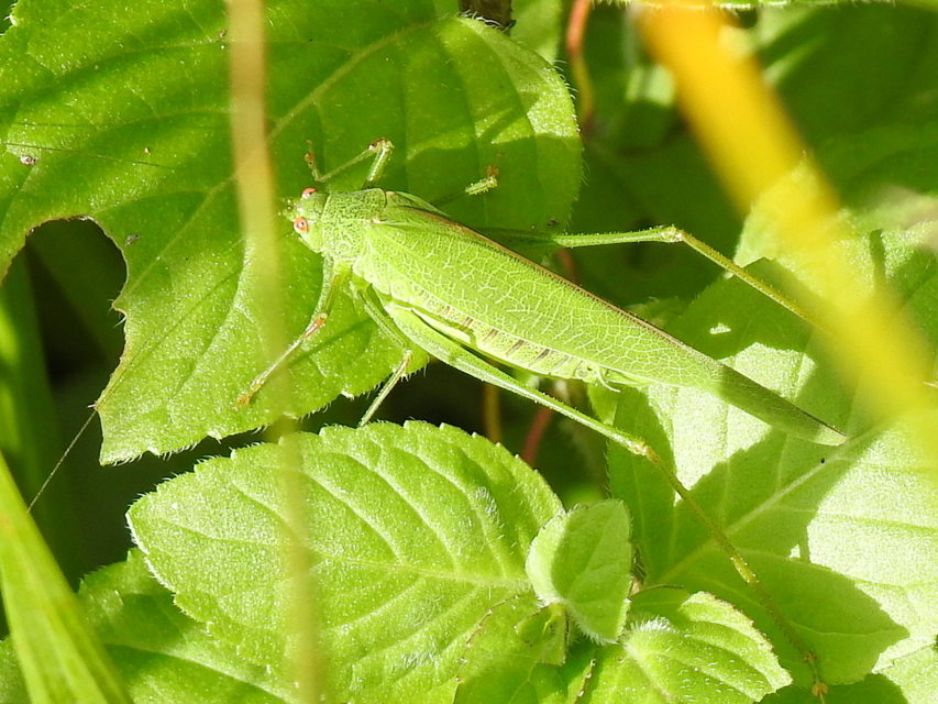 Phaneroptera nana - pontozott repülőszöcske