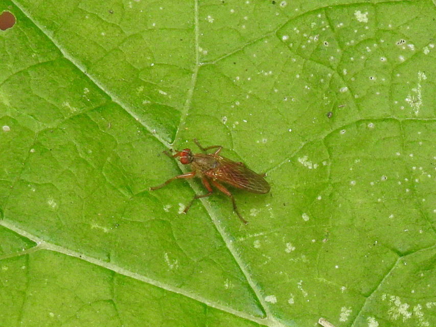 Scathophaga