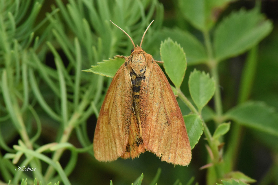 Diacrisia sannio - vörösszélű medvelepke