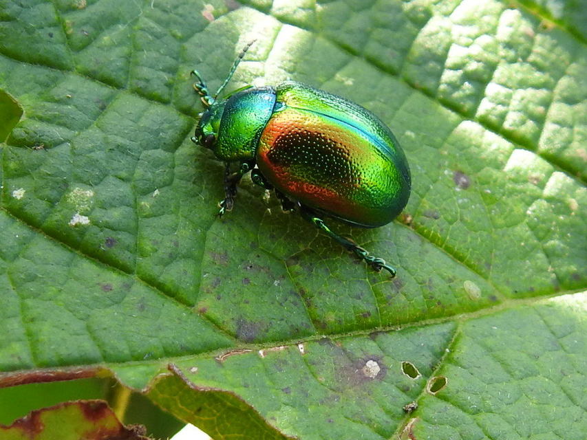 Chrysolina graminis - zöld varádicslevelész