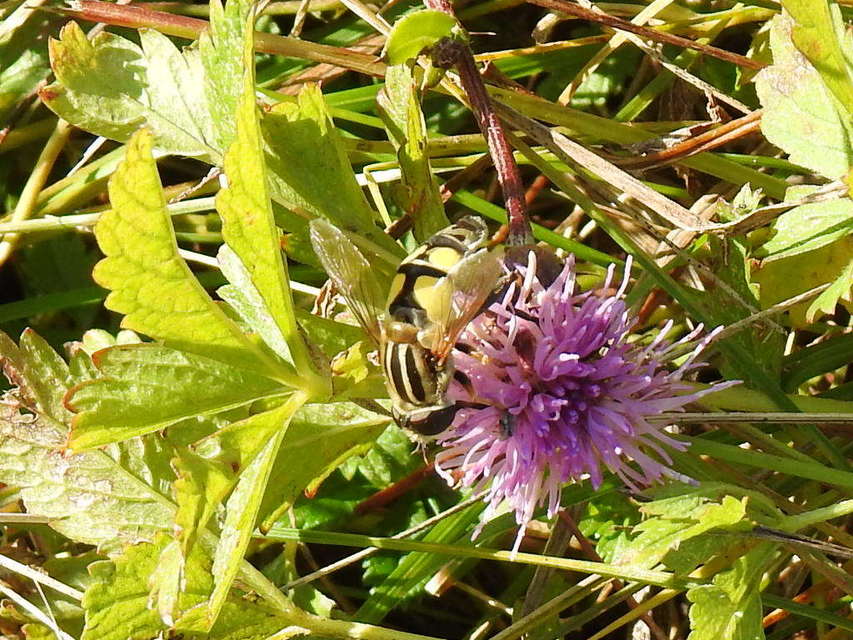 Helophilus