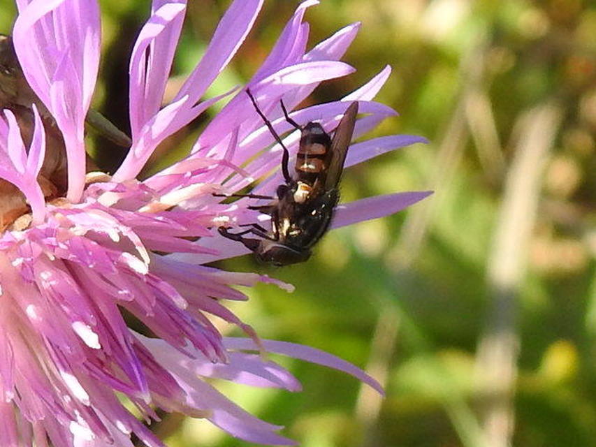 Stomorhina lunata - sáskaparazita légy