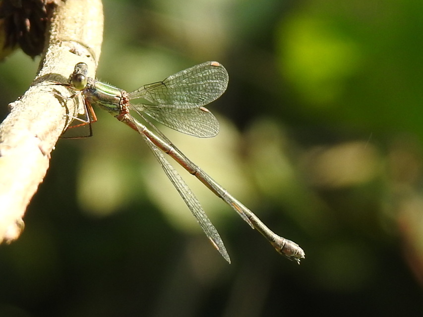 Chalcolestes viridis/parvidens