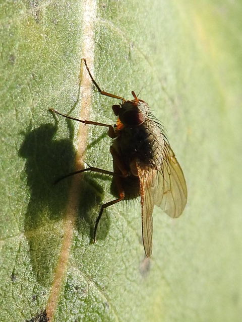 Muscidae - igazi legyek