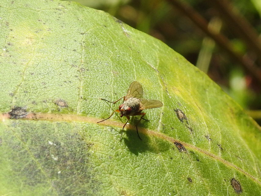 Muscidae - igazi legyek