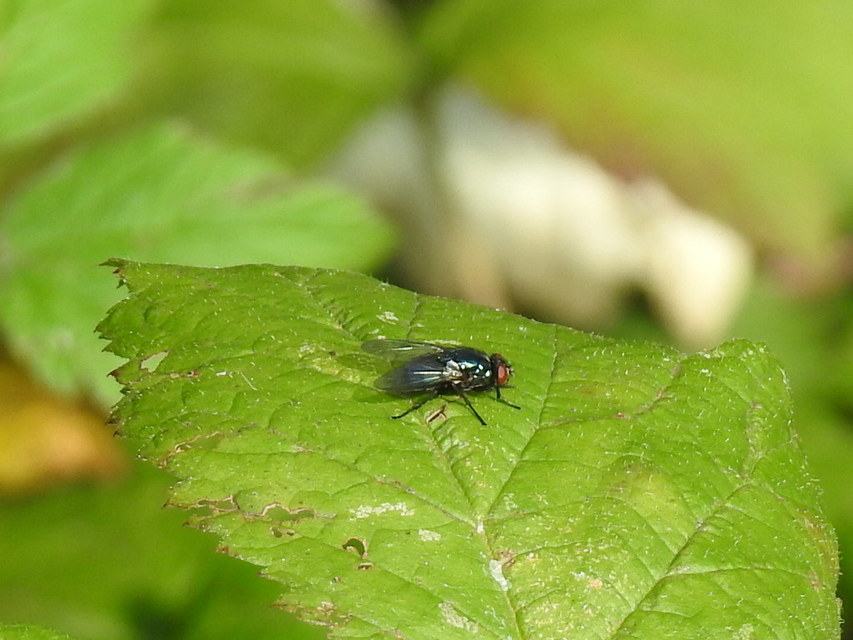Eudasyphora