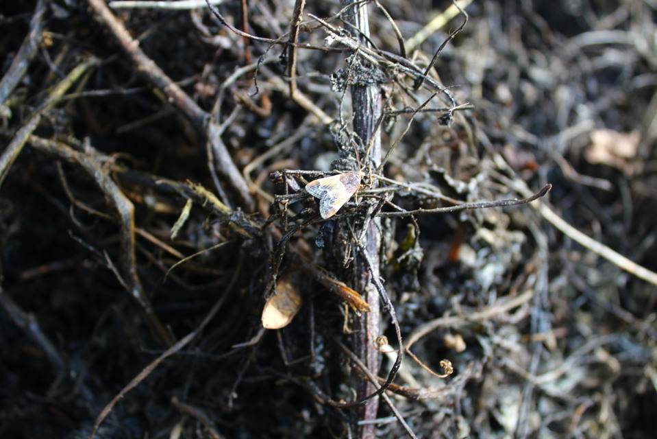 Pyralis farinalis - lisztilonca