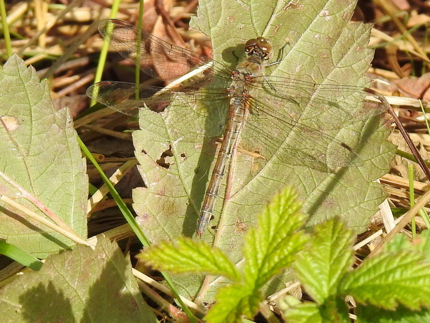 Sympetrum striolatum - harántsávos katona-szitakötő