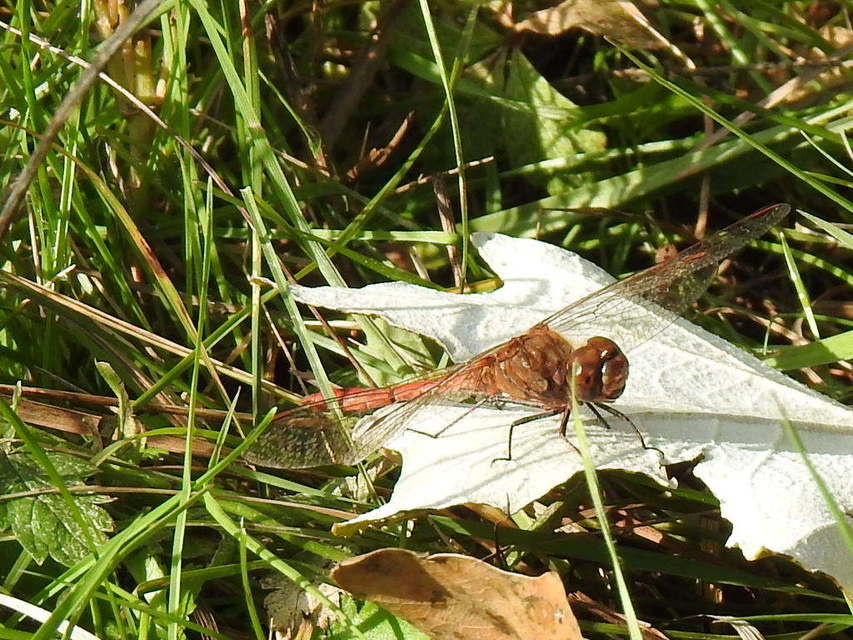 Sympetrum striolatum/vulgatum/meridionale