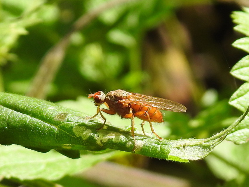 Scathophaga