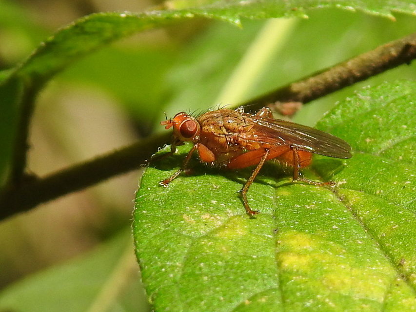 Scathophaga