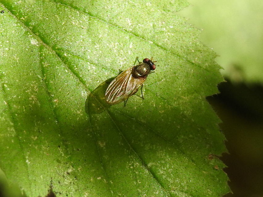Lauxaniidae - pudvalegyek