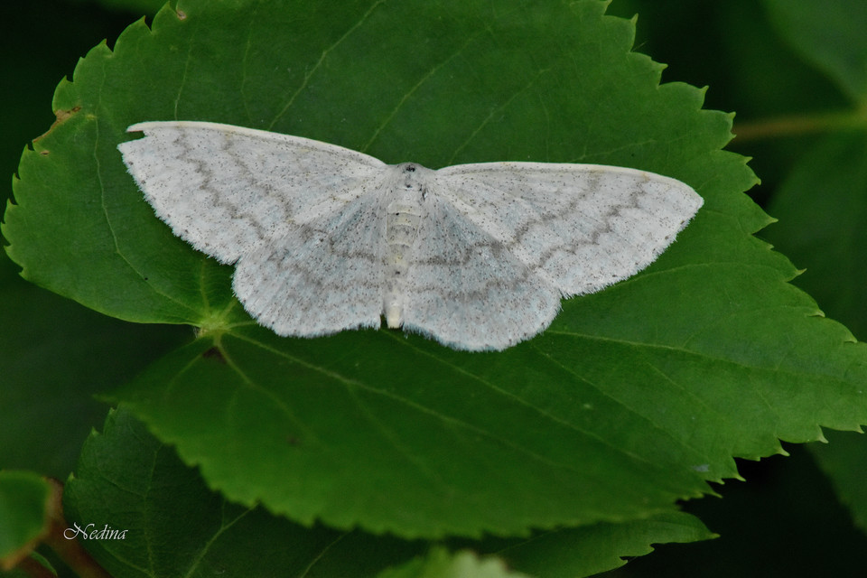 Scopula floslactata - tejfehér sávosaraszoló