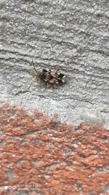 Scolopostethus