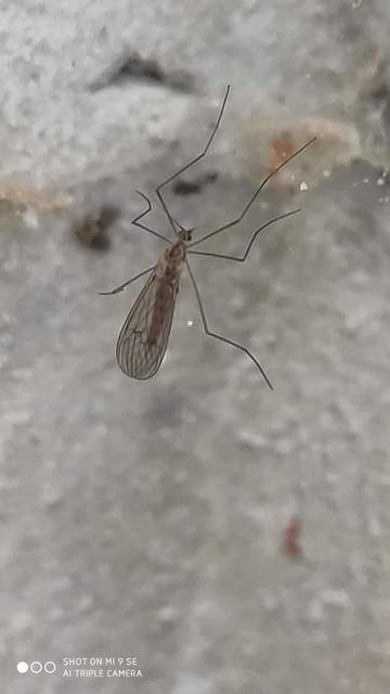 Trichocera
