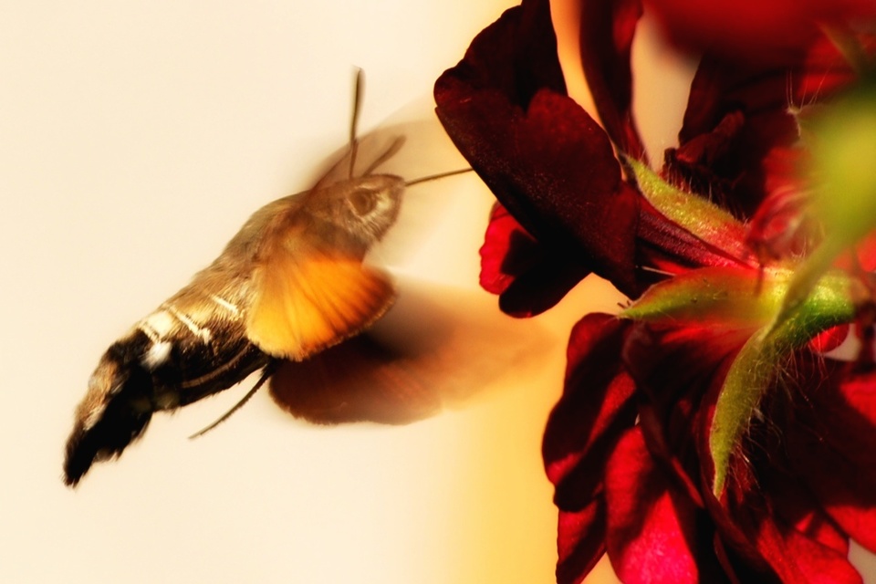 Macroglossum stellatarum - kacsafarkú szender