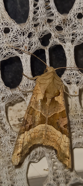 Phlogophora meticulosa - vándorló csipkésbagoly