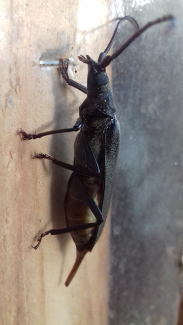 Aegosoma scabricorne - diófacincér