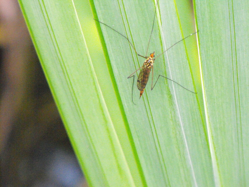 Nephrotoma scalaris