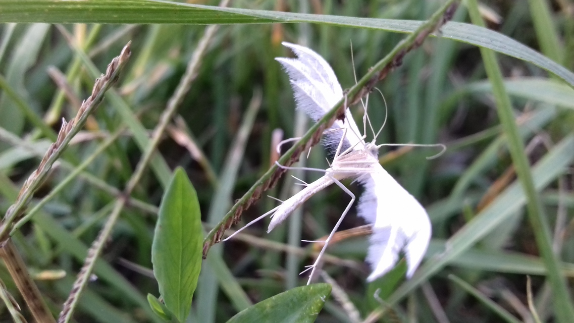 Pterophorus pentadactyla - fehér tollasmoly