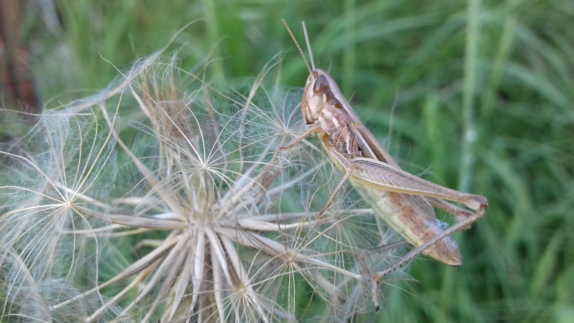 Euchorthippus declivus - rövidszárnyú rétisáska