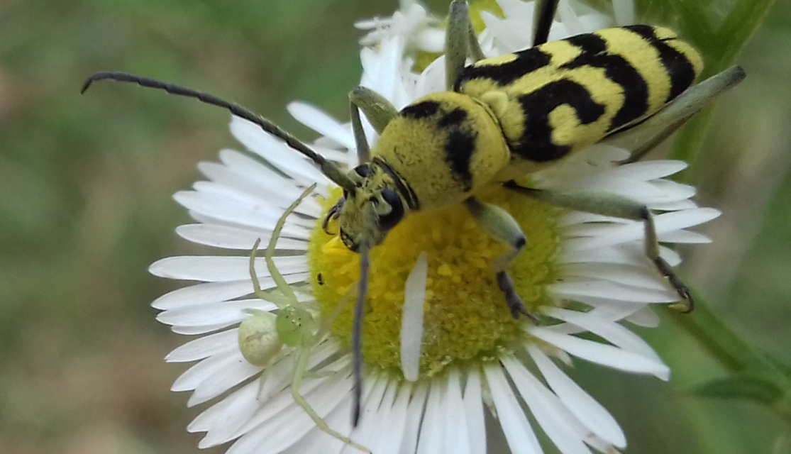 Chlorophorus varius - díszes darázscincér