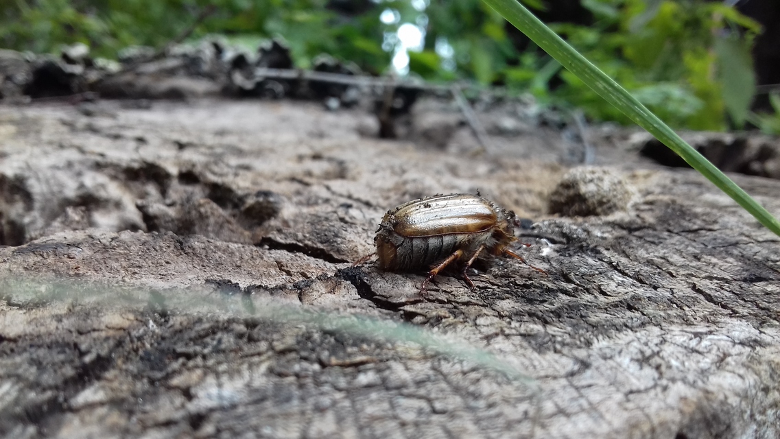 Amphimallon solstitiale - bordás sárgacserebogár