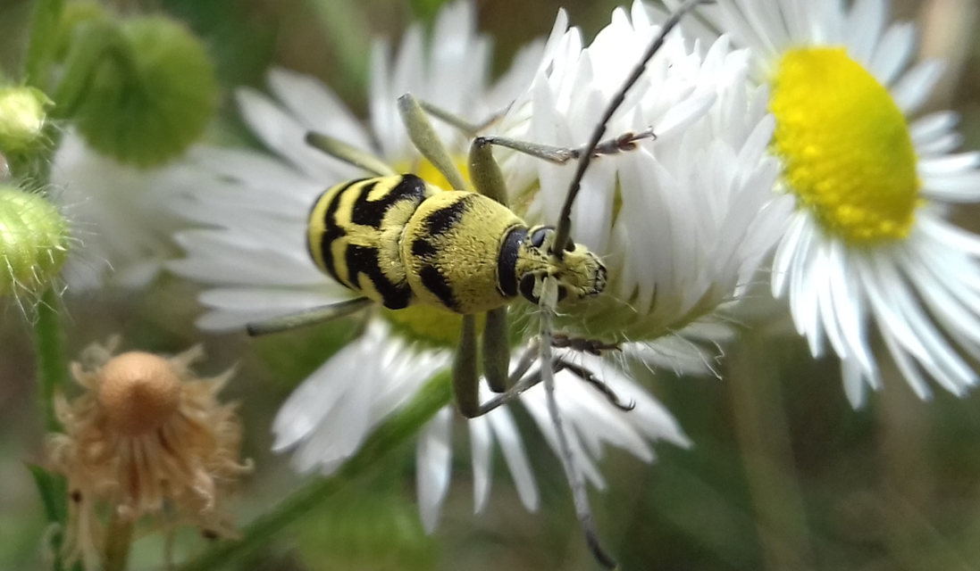 Chlorophorus varius - díszes darázscincér