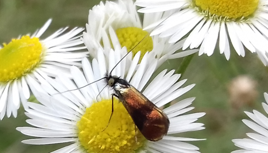 Nemophora prodigellus - aranysárga tőrösmoly