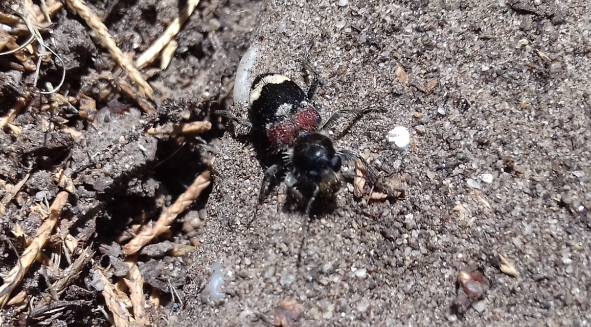 Clerus mutillarius - feketenyakú szúfarkas